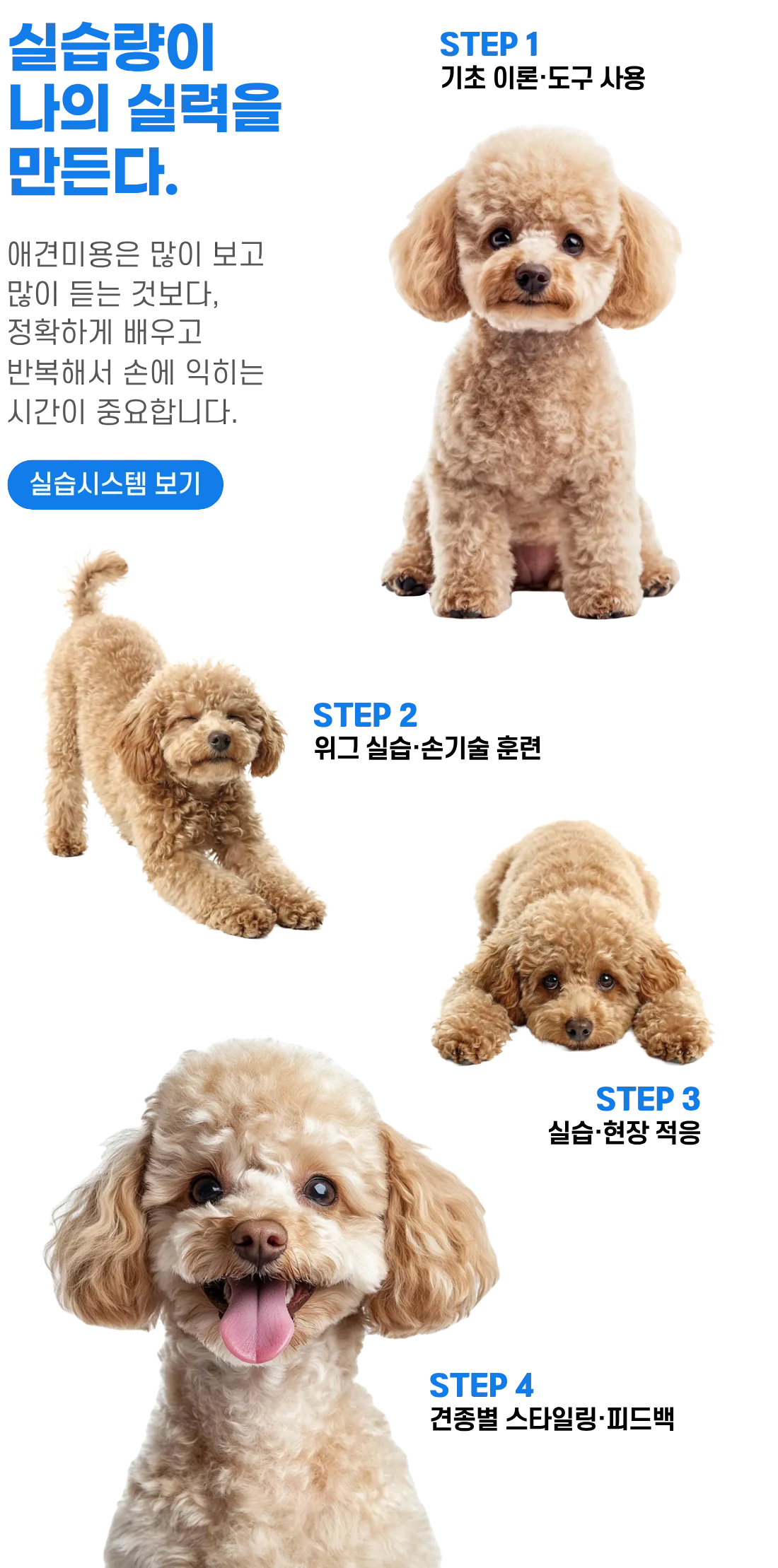 실습 단계 STEP 1~4를 푸들 사진과 함께 안내하는 이미지